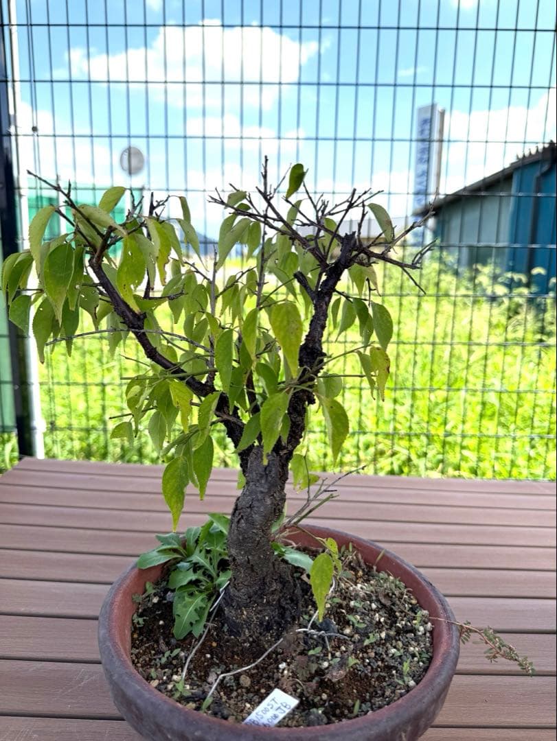 山木　甲州野梅　白一重　咲きます　香り良し