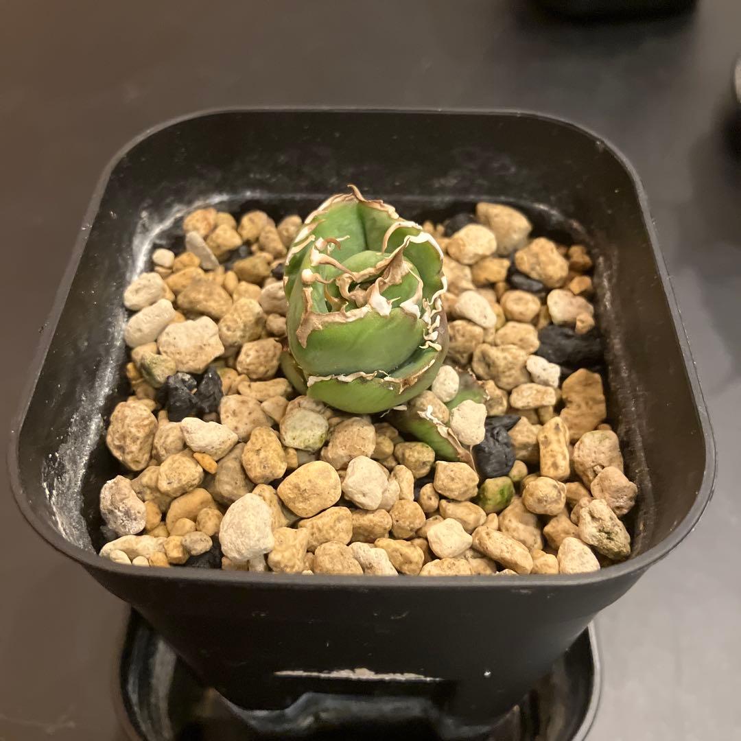 アガベ　COK 追星　子株