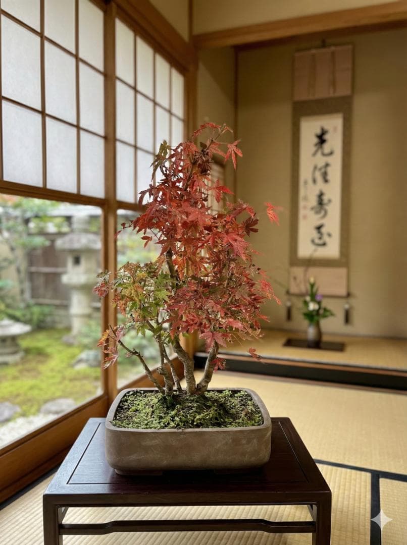 イロハモミジ 盆栽 株立ち5本 樹高35cm 紅葉が美しい本格モミジ