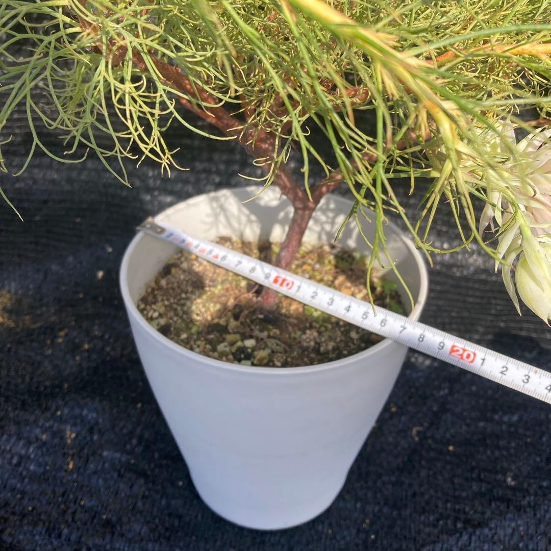 ②*:ஐ白花*:ஐジョーイセルリア・苗木【ブラッシングブライド（フロリダ）】6号