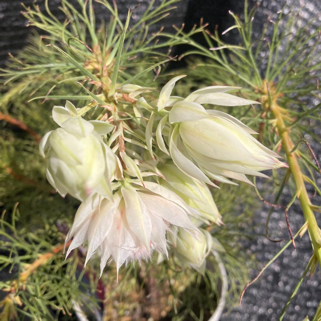 ②*:ஐ白花*:ஐジョーイセルリア・苗木【ブラッシングブライド（フロリダ）】6号