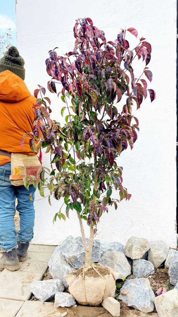 幹太。逸品常緑ヤマボウシ ホンコンエンシス1.6M(鉢底から)品番C