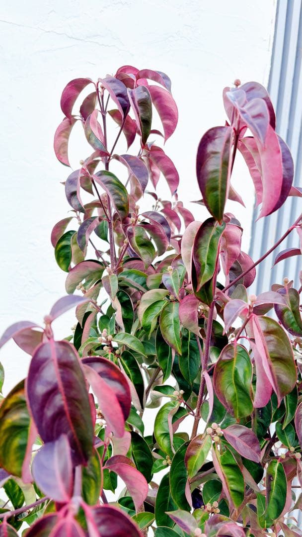 幹太。逸品常緑ヤマボウシ ホンコンエンシス1.6M(鉢底から)品番C