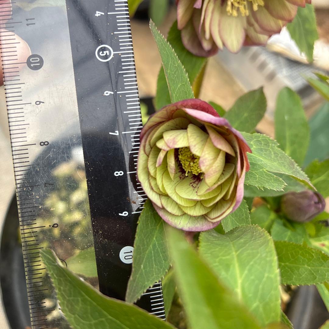 クリスマスローズ　トルカ交配　８寸