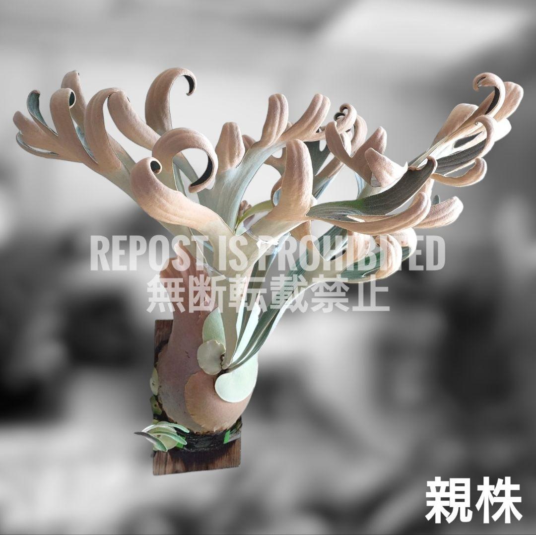 ビカクシダ White House 子株 株分け