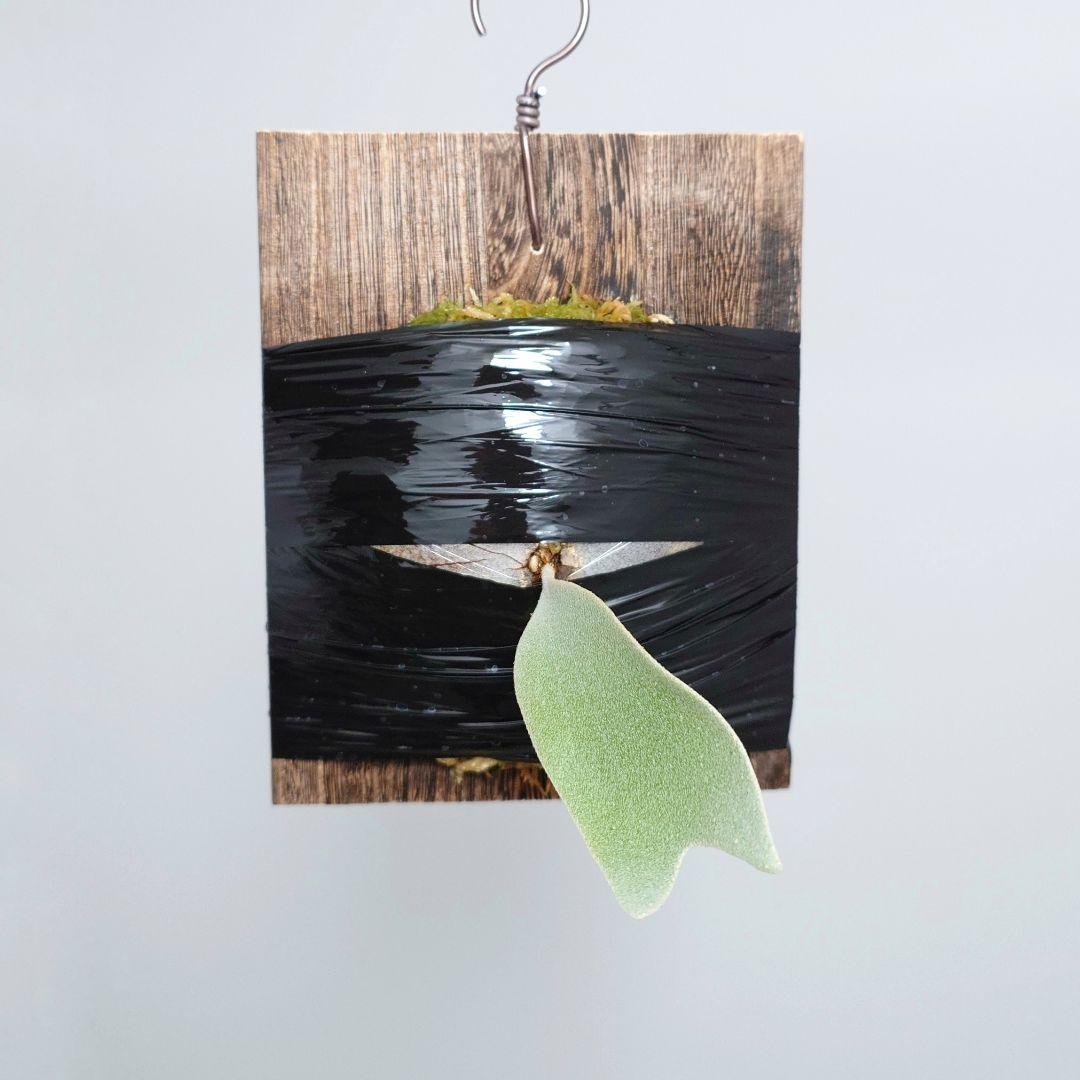 ビカクシダ White House 子株 株分け