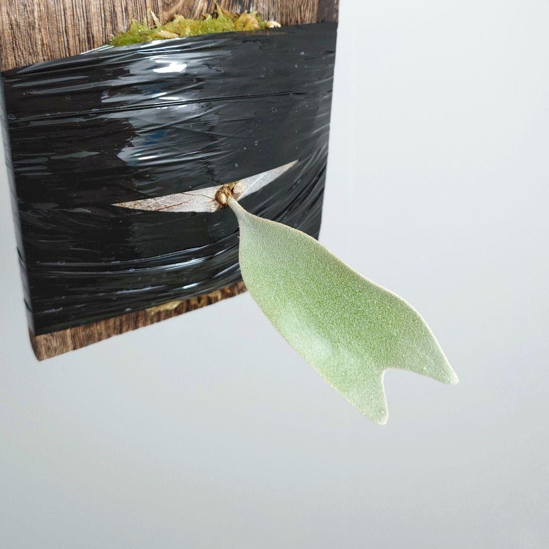 ビカクシダ White House 子株 株分け