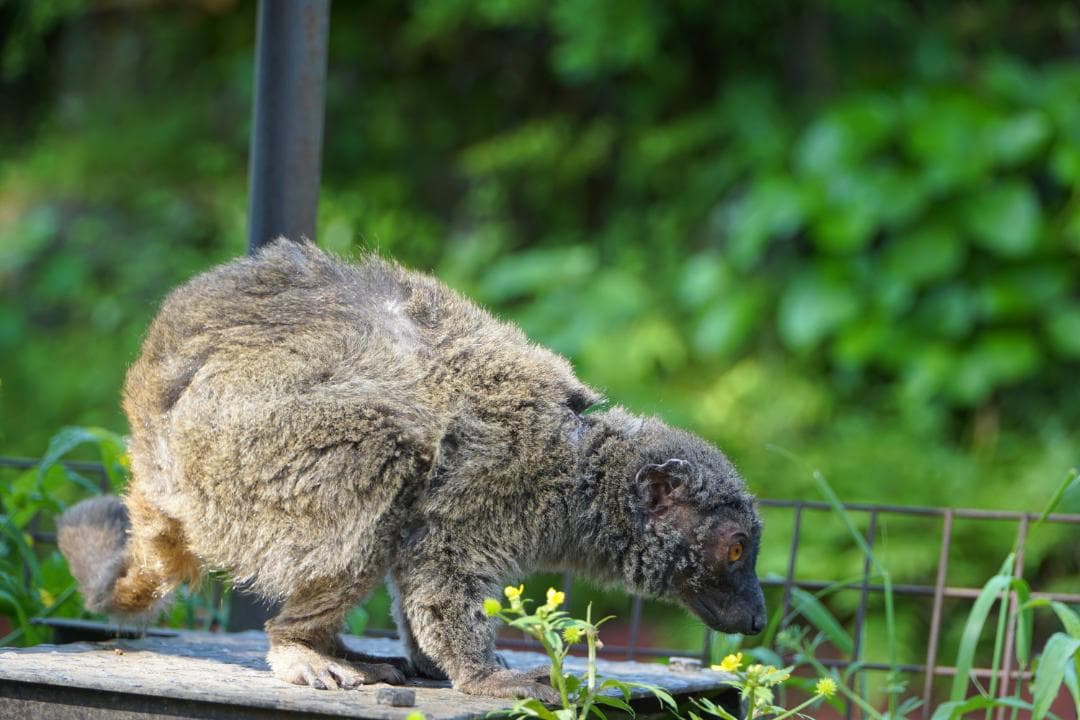 Sony E PZ 18-105mm F4 G中古 NDフィルタ付