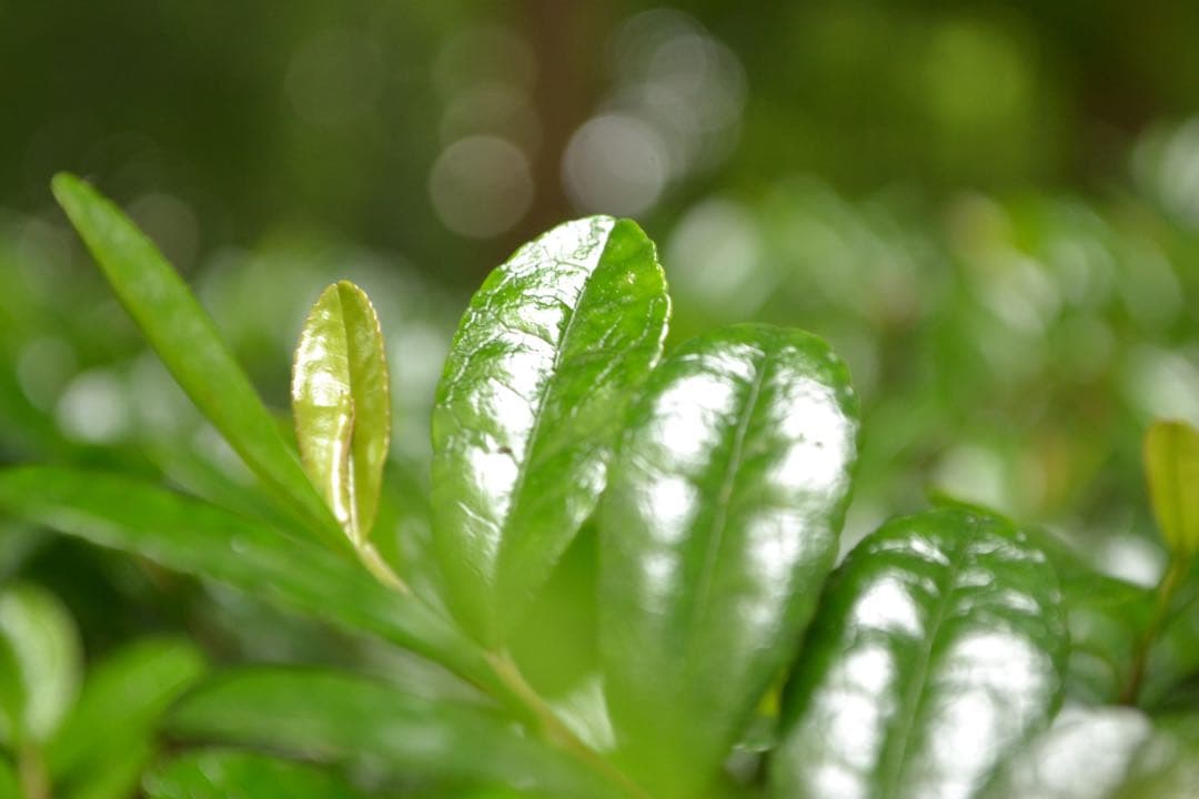 Nikon ニコン D3100 望遠レンズキット