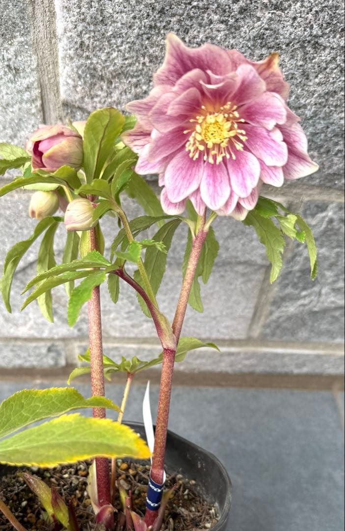 【KinaRi】クリスマスローズ　広瀬園芸　ソレイユ風