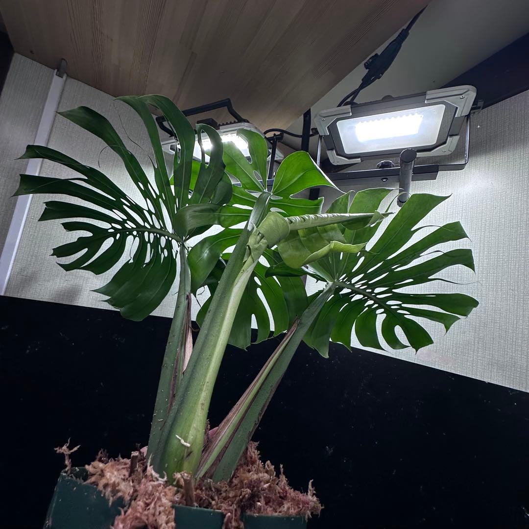 あ*さ様 モンステラデリシオーサマクロコズム超希少系統鉢植え71㎝