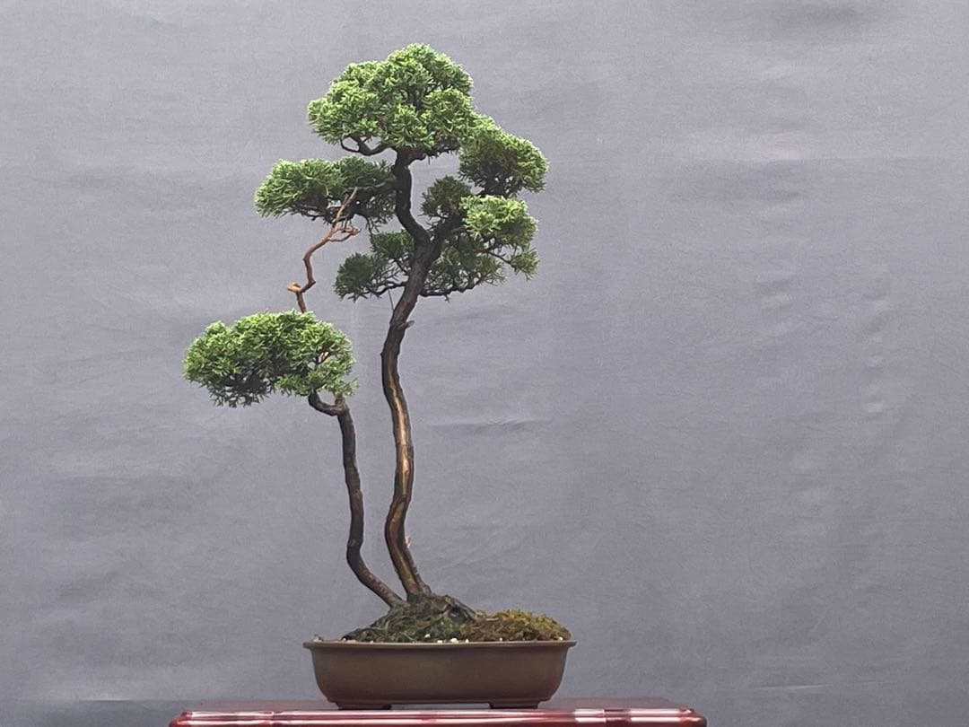 三河盆栽　紀州真柏　盆栽