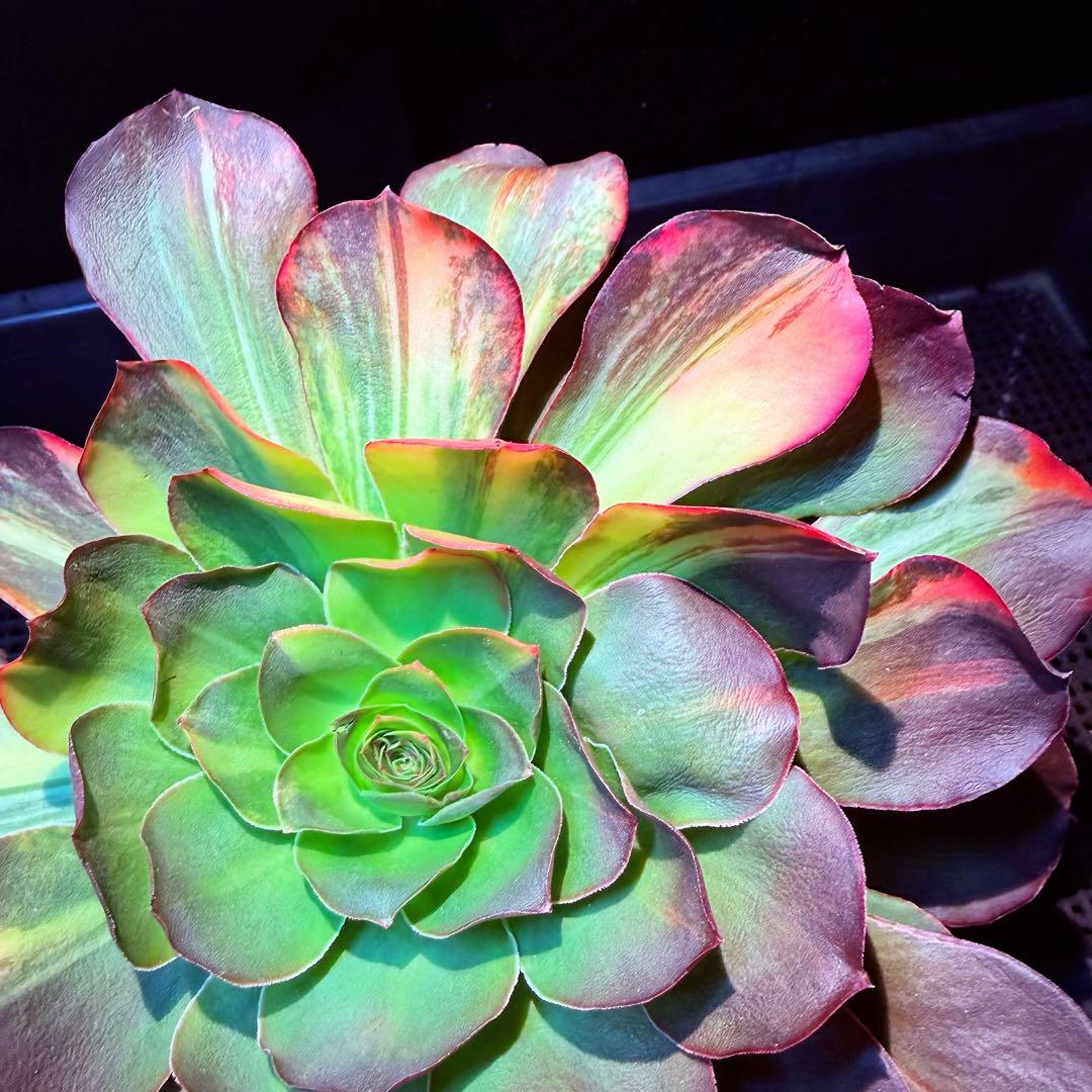 日本初上陸　超希少 新品種　魅彩神皇 錦　(群生) 法師錦　観葉植物