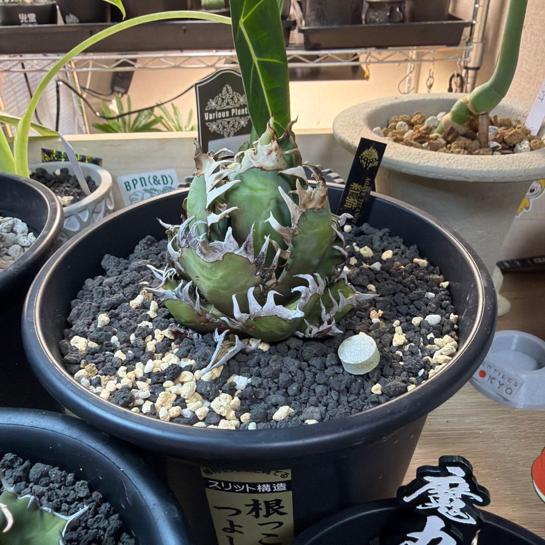 た*ね様 アガベ 5株セット