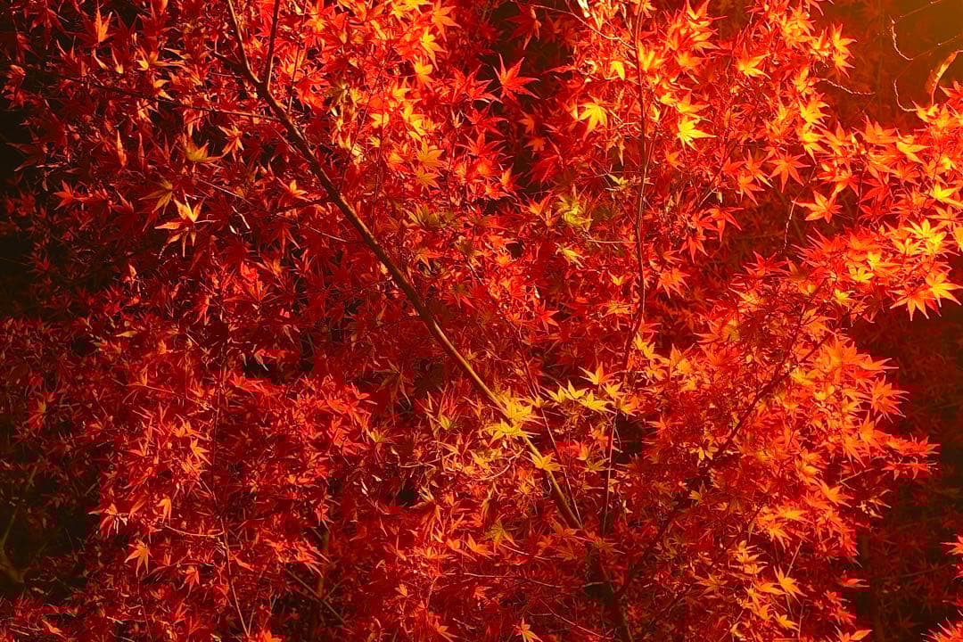 レンズ(ズーム) SIGMA 28-70mm F2.8 DG DN Contemporary