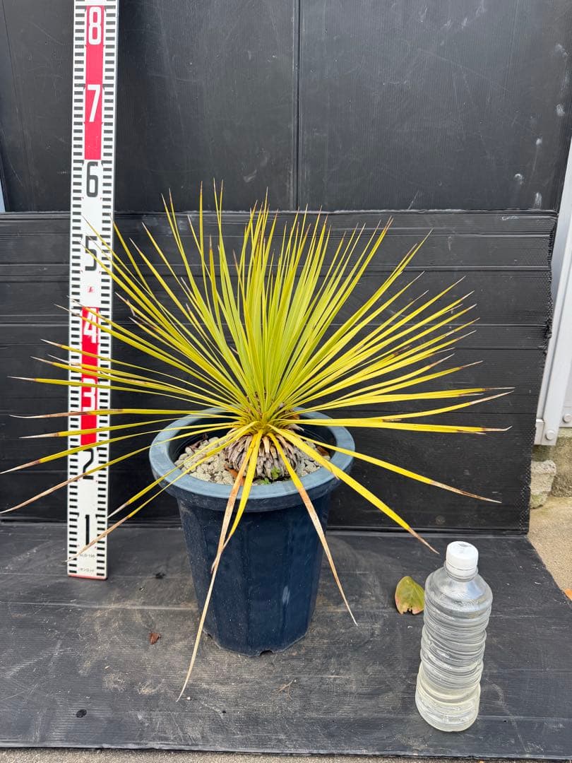 ユッカ ロストラータ　細葉　実生　中型 黒鉢