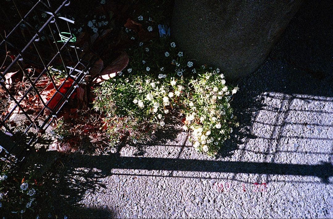 【試写済】FUJIFILM CARDIA mini TIARA