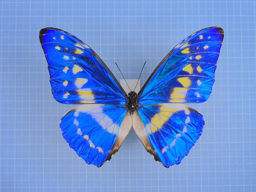 標本 Colombia Morpho cypris 100mm