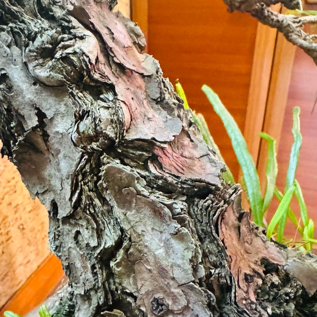 Porco　【特価】松盆栽大品　樹高 90cm 特大