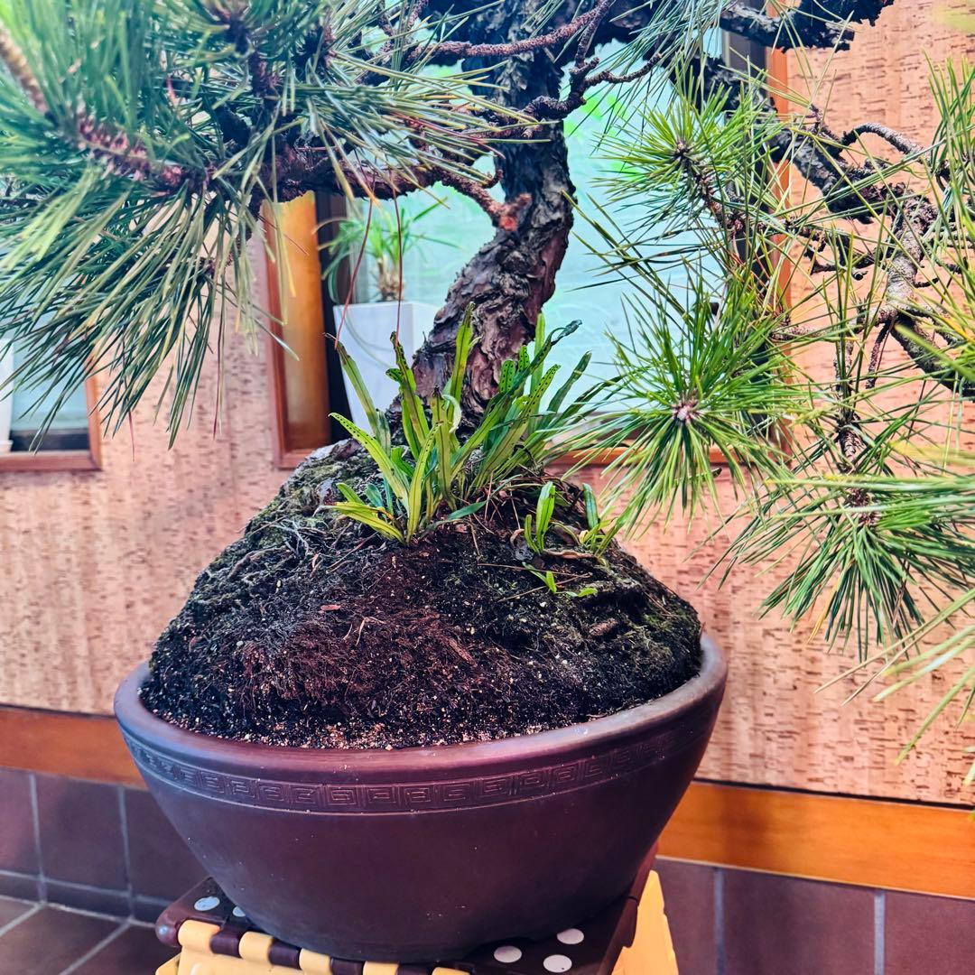 Porco　【特価】松盆栽大品　樹高 90cm 特大