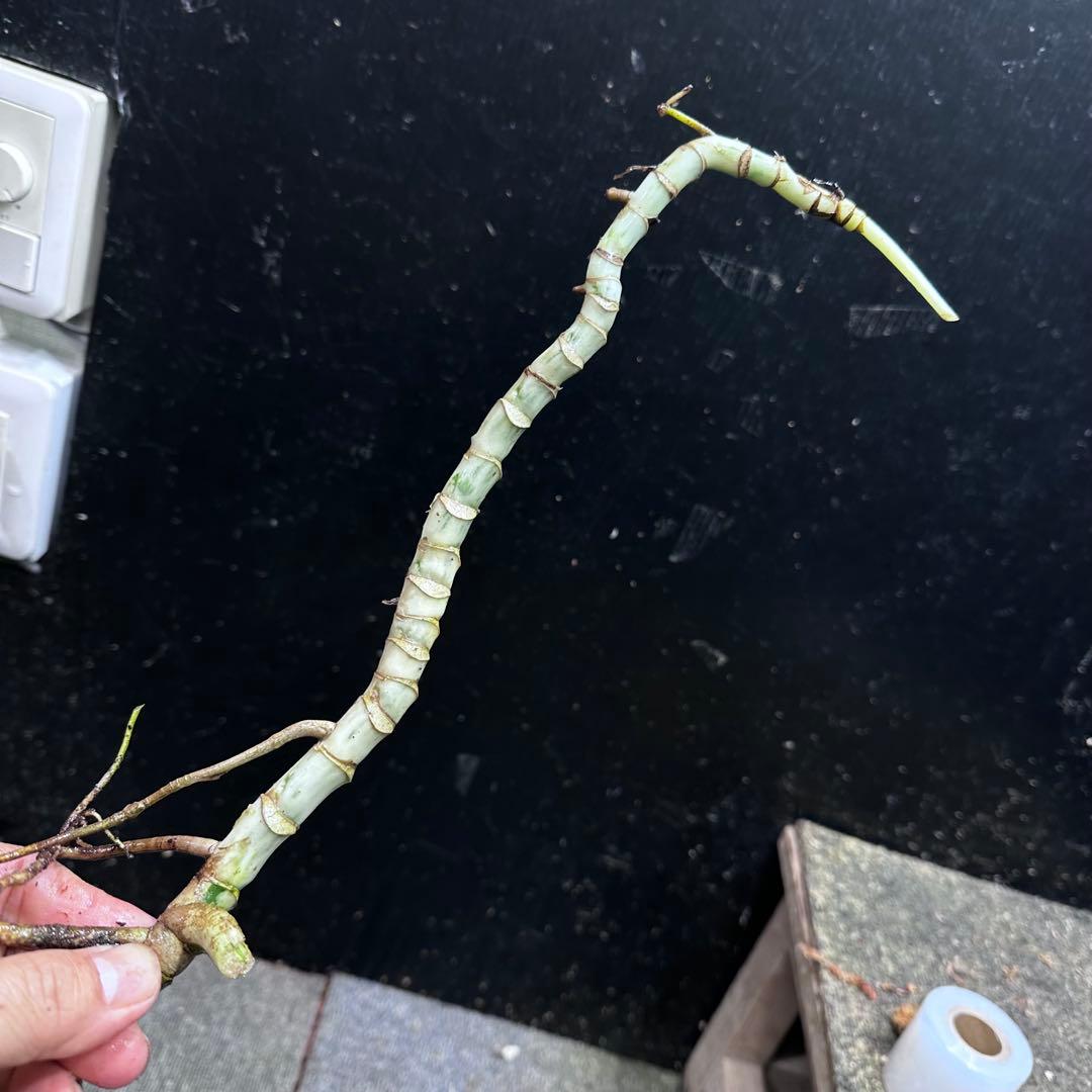 a*a様 斑入りモンステラホワイトタイガー大茎6株おまとめ