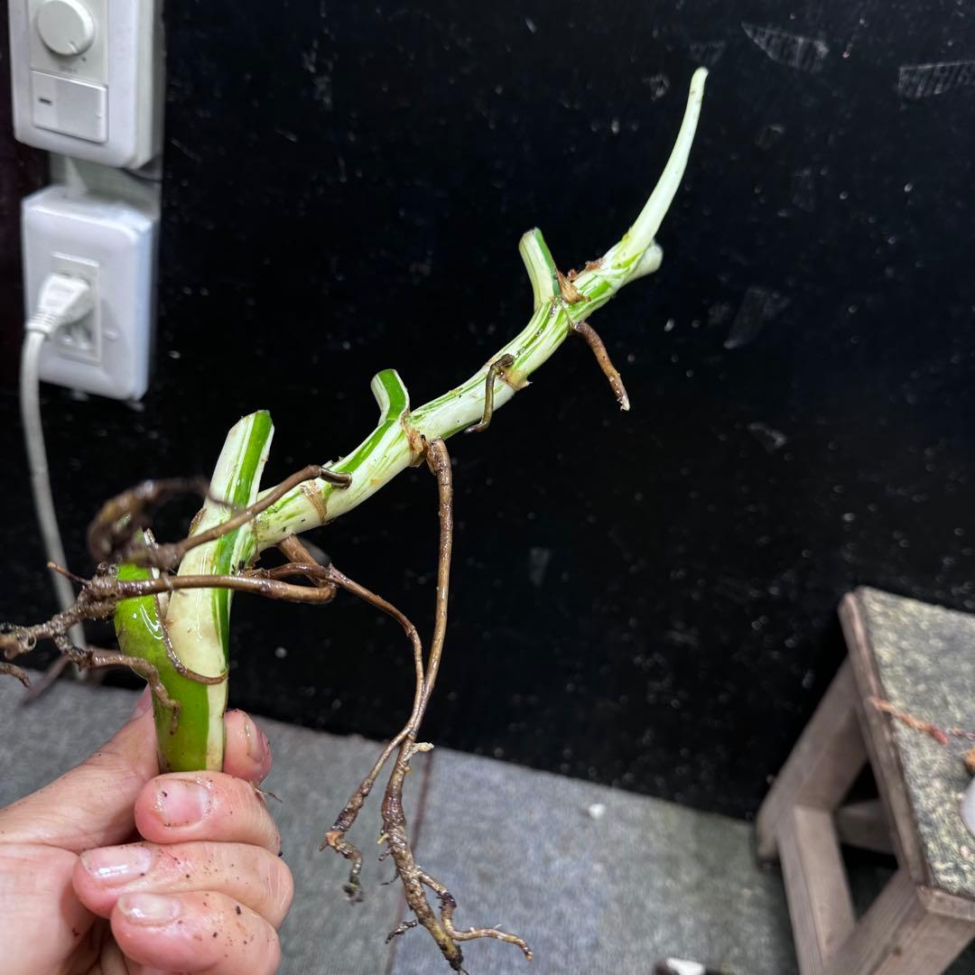 a*a様 斑入りモンステラホワイトタイガー大茎6株おまとめ