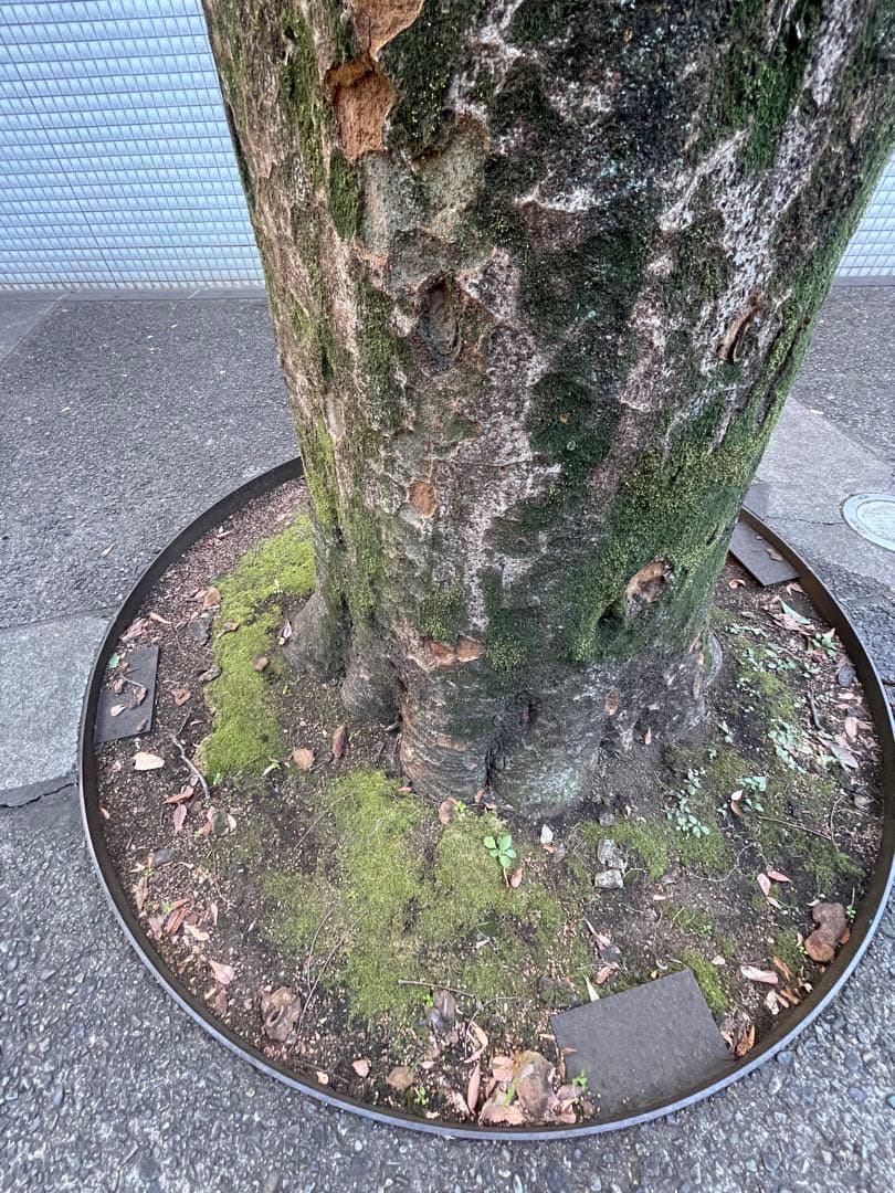 iPhone 12 Pro シルバー 本体　256G