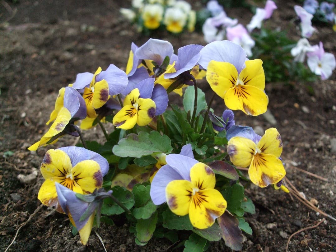 実写美⭕️【動作確認済み】Fujifilm FinePix F50fd デジカメ