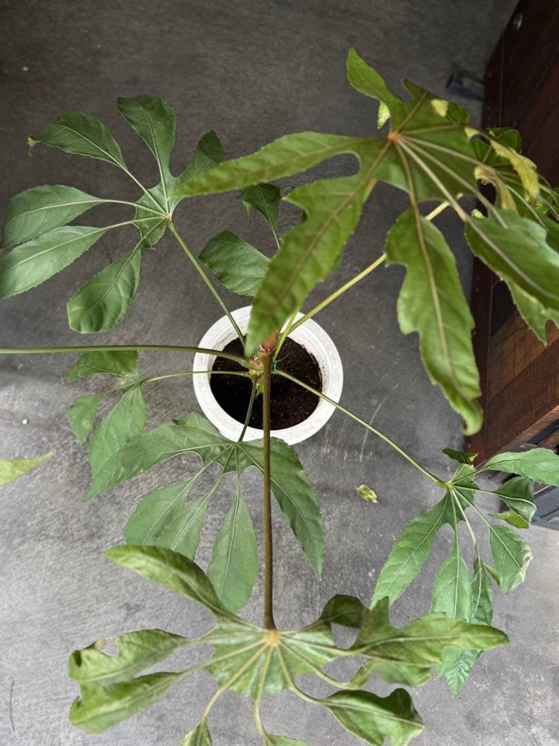 希少★ 入荷〜☆ トラベシア　トレベシア パルマータ　7号　観葉植物 760