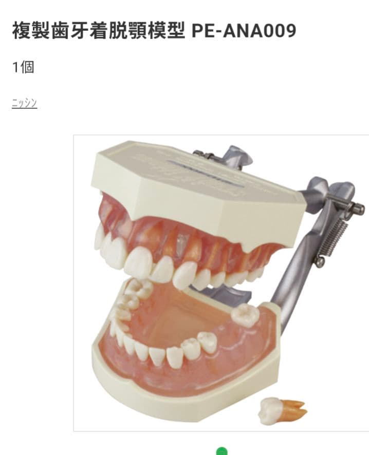 NISSIN PE-ANA009 歯科模型