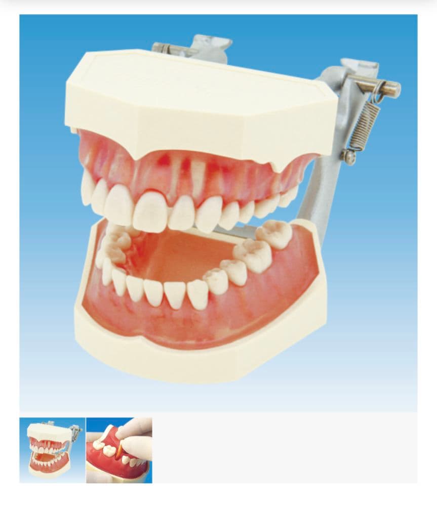 NISSIN PE-ANA009 歯科模型