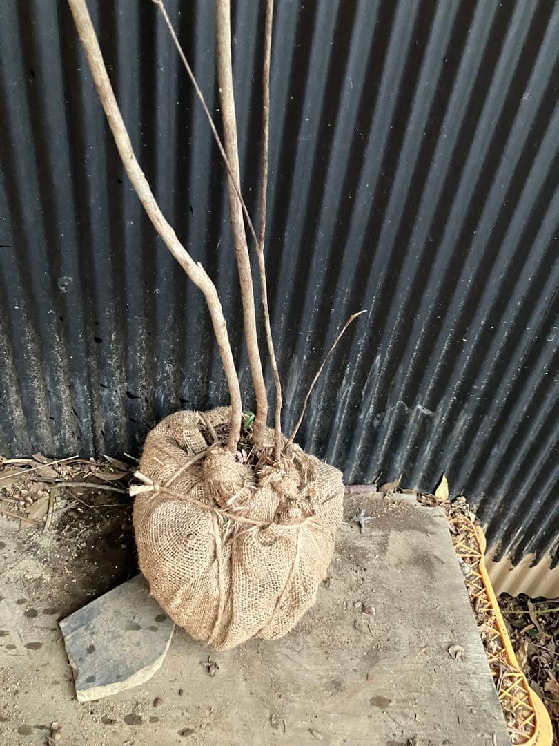 Yです！ 山採り　バイカツツジ