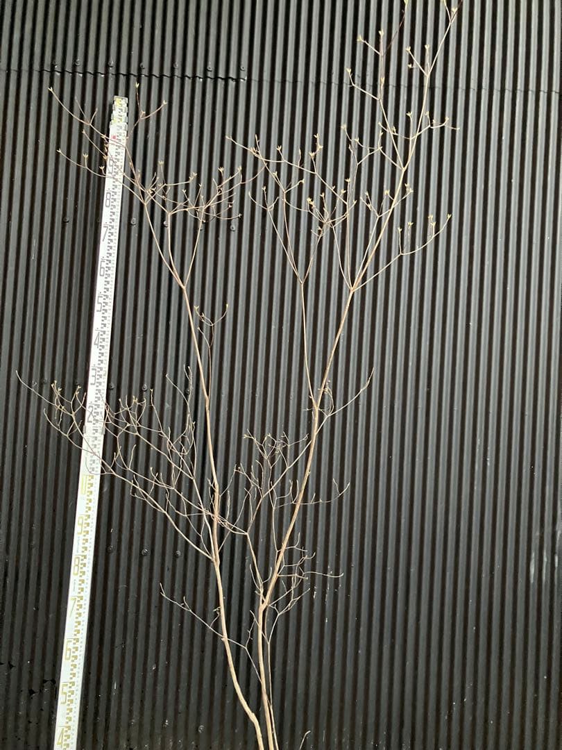 Yです！ 山採り　バイカツツジ