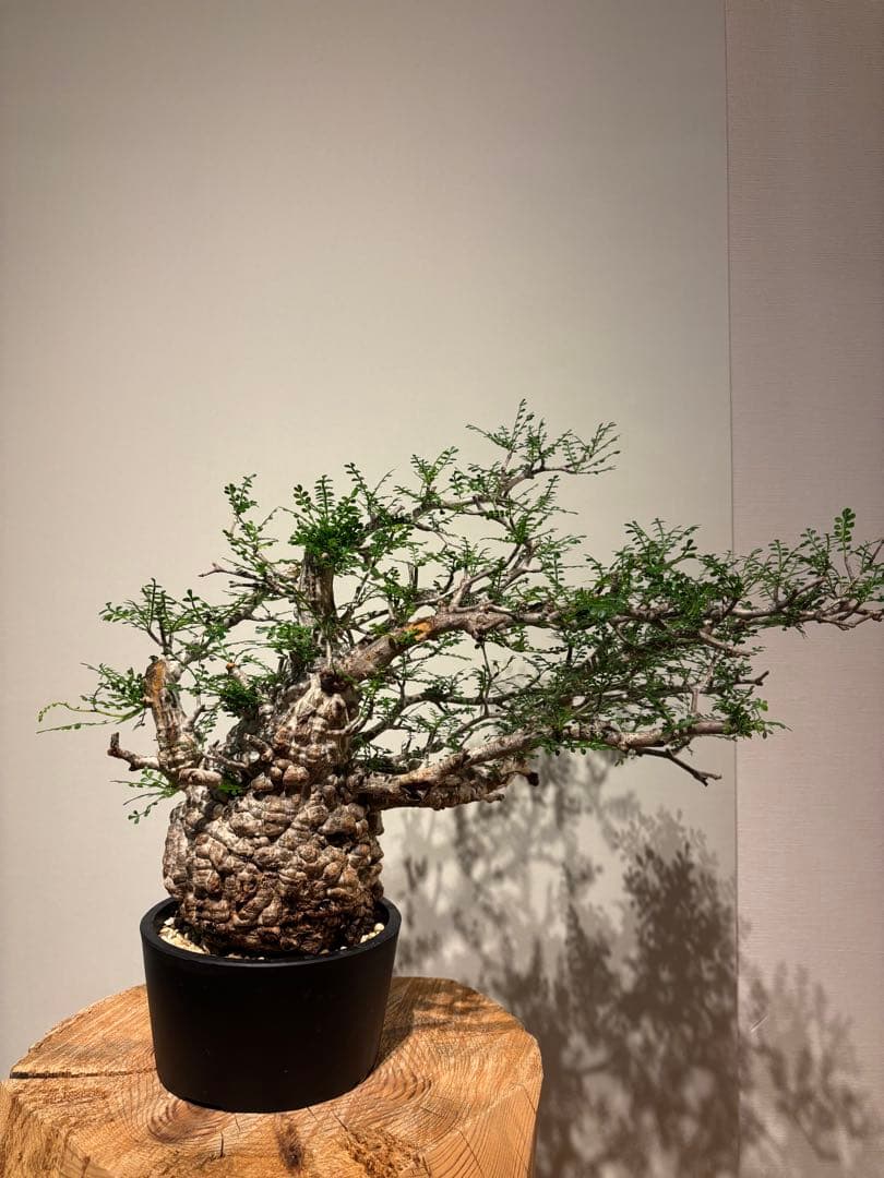 超美肌　雌株　ボコ肌　白肌　オペルクリカリア　パキプス　塊根植物