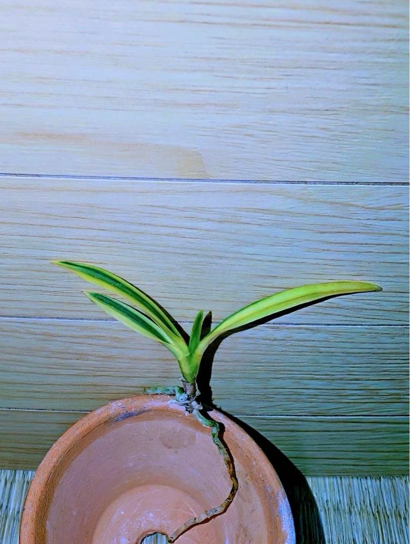 富貴蘭「清涼殿」若木割子