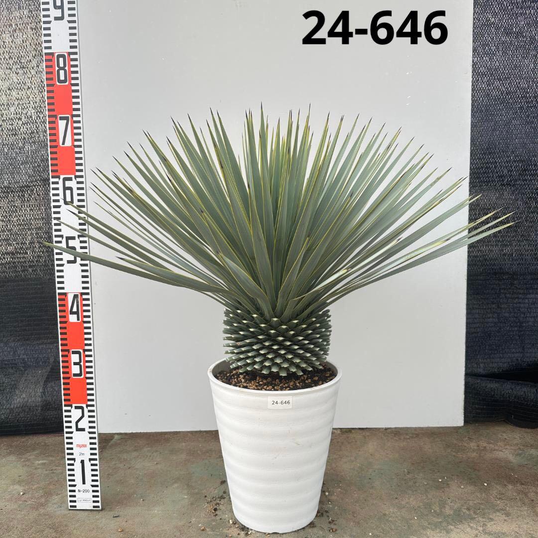 ユッカ　ロストラータ【24-646】超超美形　シルバーブルー