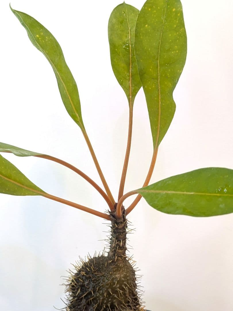 ミルメコディア プラティティレア オレンジ ペティオールズ アリ植物