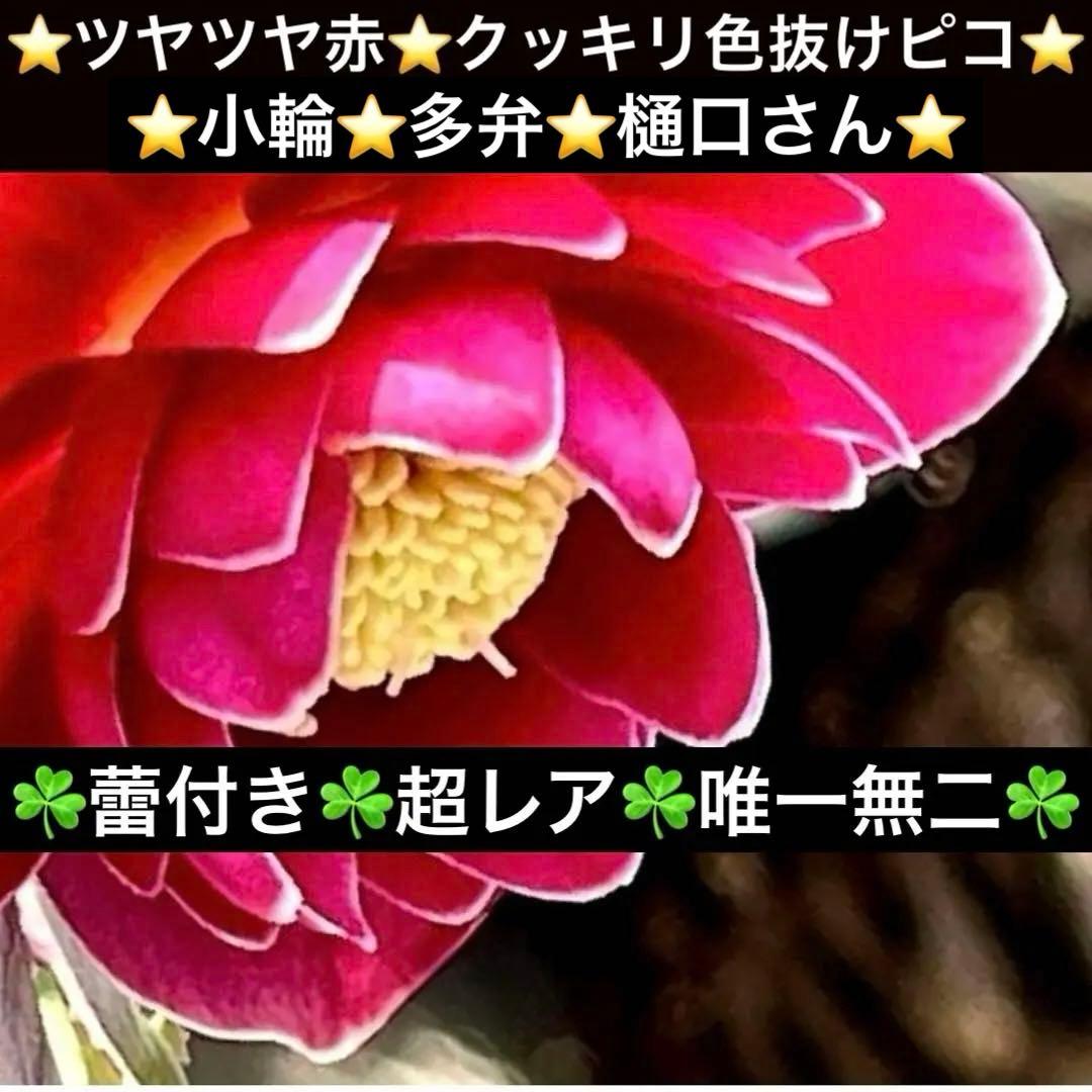 ま*い様 3406☘️蕾付き☘️超レア☘️唯一無二☘️⭐️ツヤツヤ赤⭐️クッキリ