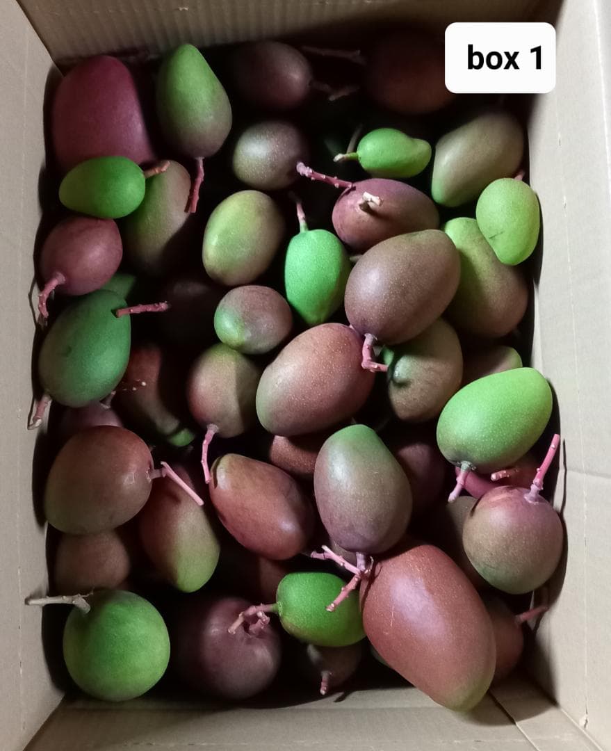 マンゴー+摘果 / 16 kg including box