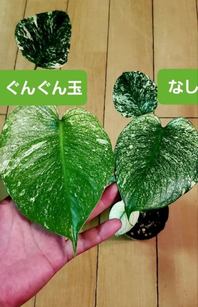 1㎏限定5セットのみ　奇跡の天然鉱石「ぐんぐん玉」観葉植物用です。
