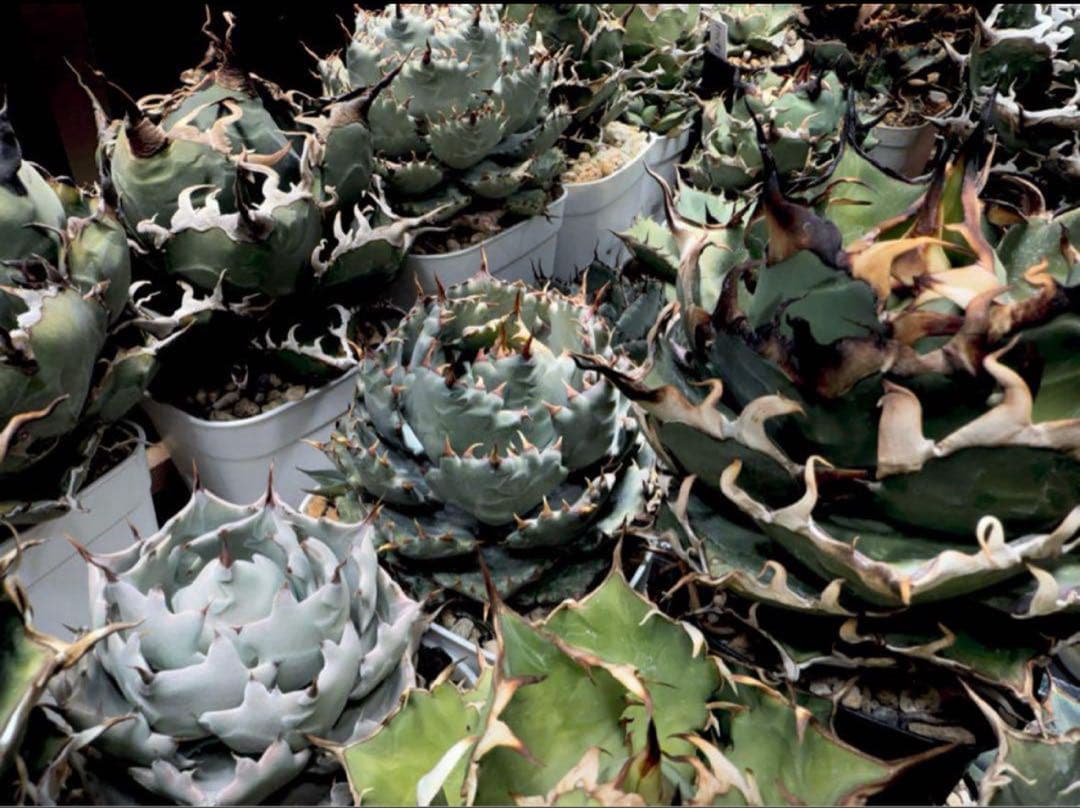 アガベ ハイブリッド 姫蠍蟹 イシスメンシス 甲蟹　脇芽