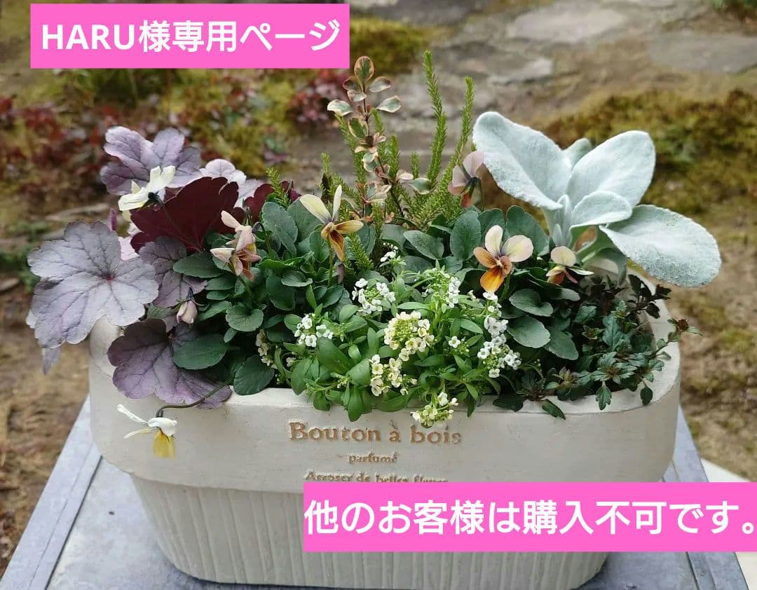 寄せ植え花　すみれ図鑑　HARUページ