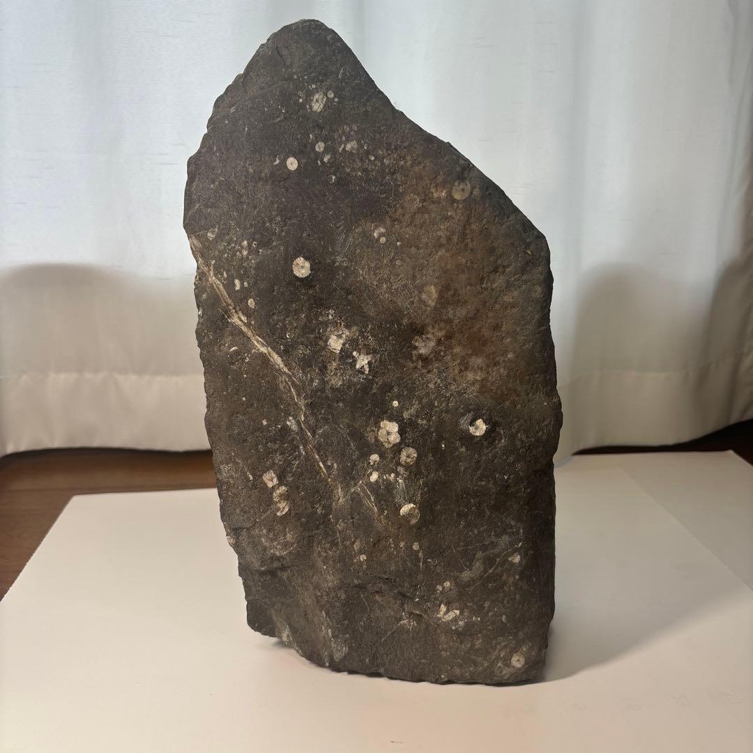 梅花石　高さ33センチ　鑑賞石　門司