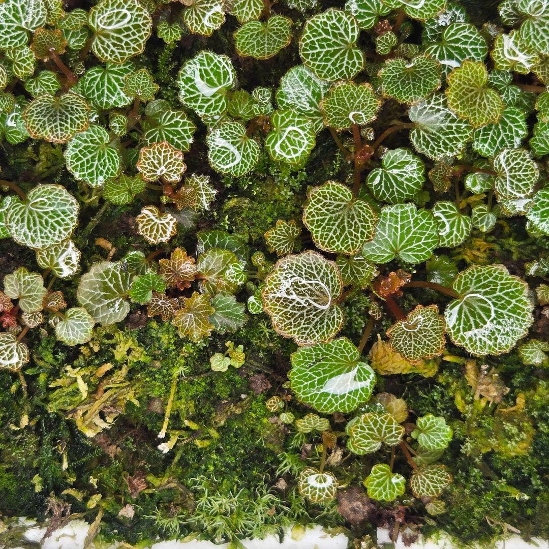 参考出品用・超豪華種親特盛✨️八房姫ユキノシタ✨️