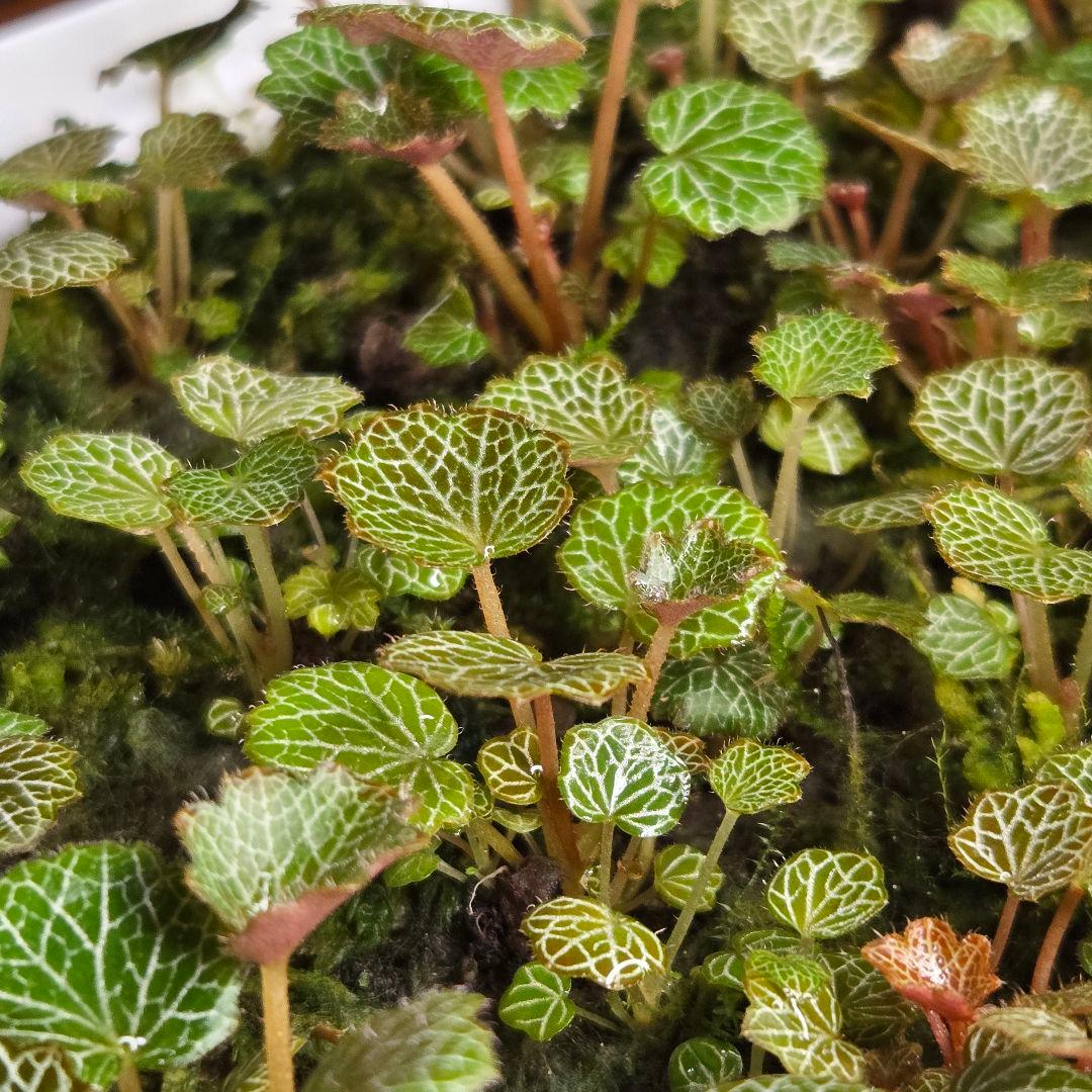 参考出品用・超豪華種親特盛✨️八房姫ユキノシタ✨️