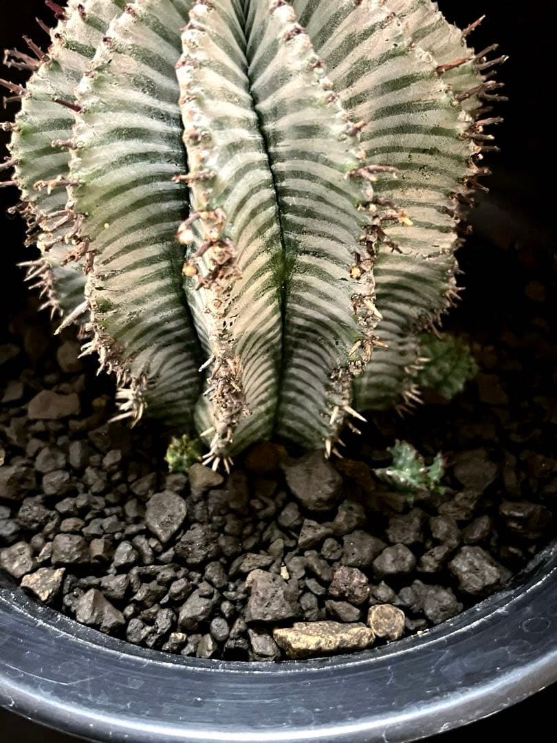 麺*類様 ユーフォルビアホリダ White zebra S胴太 親株 子株付き