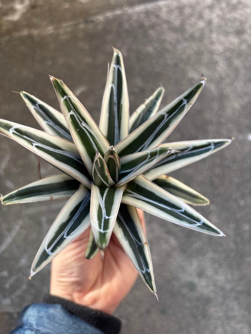 アガベ　氷山　大株