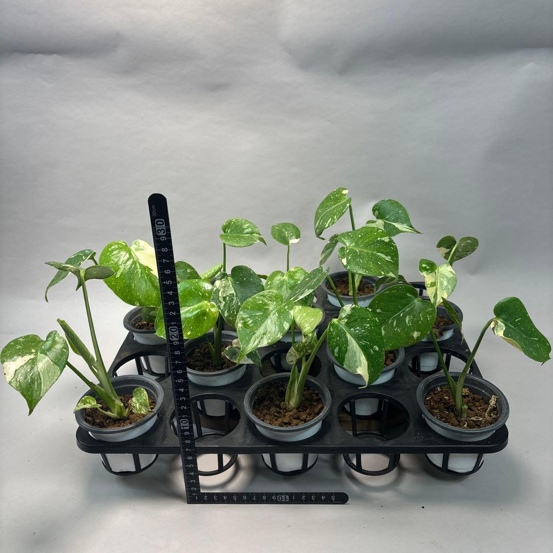 s*a様 10株セットms77【訳あり】モンステラ・タイコンステレーション 斑入