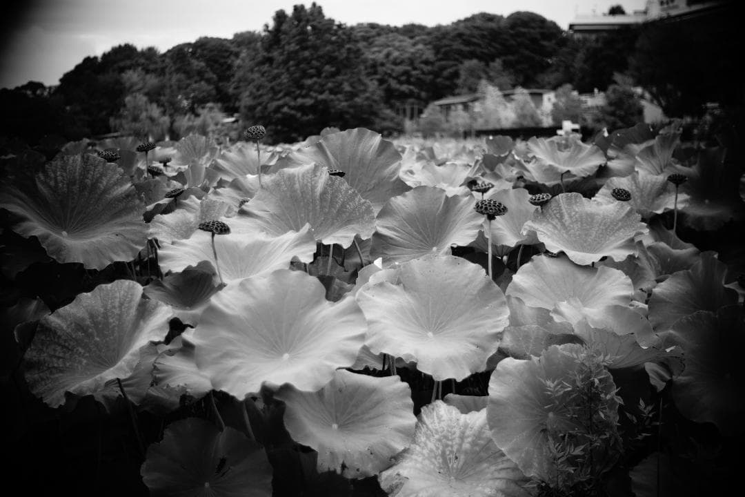 PO3-3M 50mm f2 伝説のシネレンズ スピードパンクロコピー ロシア製