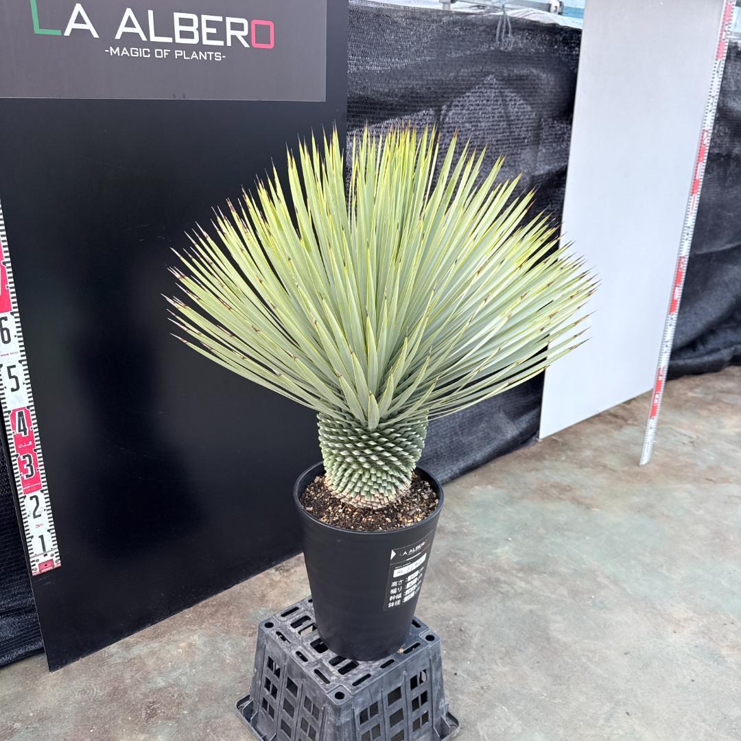 【AL1190】ユッカ　ロストラータ シルバーブルー　超美形　極太　感動個体